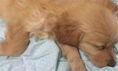 犬瘟熱初期癥狀 犬瘟熱的治療方法、怎么引起的