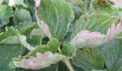 草莓白粉病的癥狀、防治方法、用什么藥好