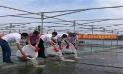 鱖魚苗什么時(shí)候放養(yǎng)，鱖魚苗一年能長多大