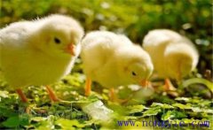 如何飼養(yǎng)小雞 怎樣讓母雞飼養(yǎng)陌生的小雞？