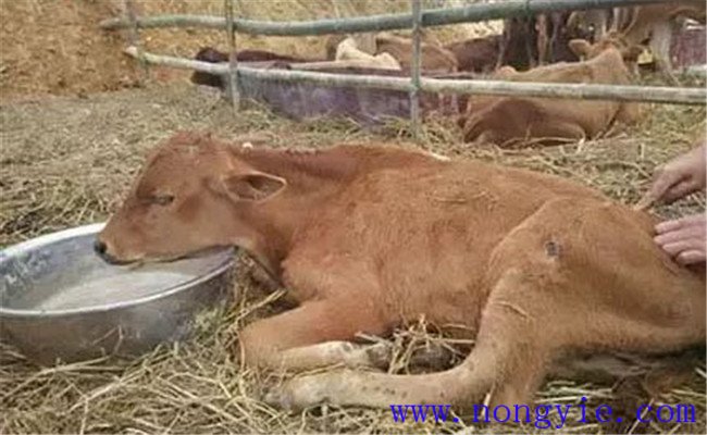 牛水瀉的病因和預(yù)防、防治方法