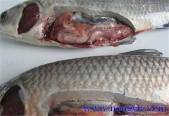 草魚出血病發(fā)病原因、癥狀、治療方法