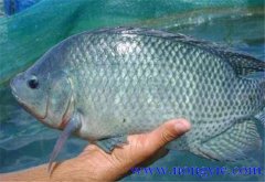 羅非魚的原產(chǎn)地是哪里，其生活習性如何？