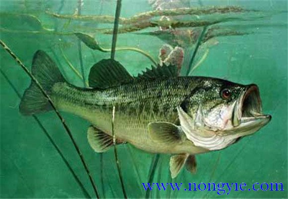 大口黑鱸養(yǎng)殖，飼養(yǎng)幼魚要注意哪些