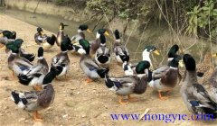 種鴨公母比例多少合適，種鴨的飼養(yǎng)與管理技術(shù)