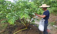 番石榴修剪方法與疏花疏果、果實套袋技術(shù)要點