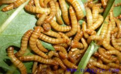 黃粉蟲如何繁殖？黃粉蟲的飼養(yǎng)管理技術(shù)要點(diǎn)