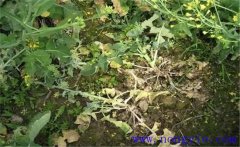 油菜病害有哪些？油菜病蟲害防治技術(shù)