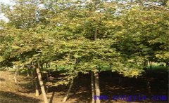 楓香是常綠還是落葉植物？楓香的生態(tài)習(xí)性簡介