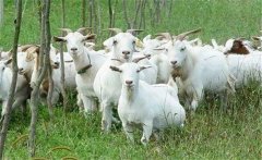肉羊夏季常見(jiàn)病有哪些，如何防治？