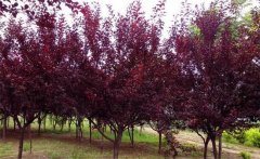 紅葉李是喬木還是灌木？紅葉李的生態(tài)習(xí)性簡(jiǎn)介