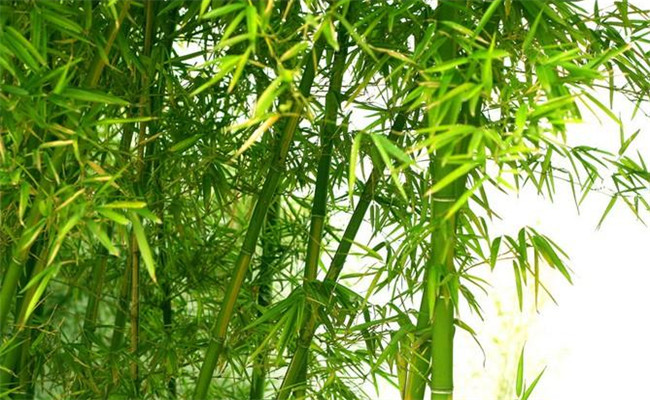 桂竹的生態(tài)習(xí)性及其變種、變型及品種