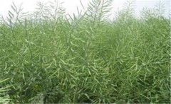 種植油菜施什么肥料能高產(chǎn)，油菜田怎么除草？
