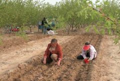 山藥種植前如何處理，種植山藥如何整地挖溝