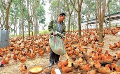 養(yǎng)雞用鹽的講究:飼料食鹽用量、食鹽中毒的防治