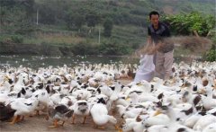 育成鴨的飼料與營(yíng)養(yǎng)需求，育成鴨如何限制飼喂