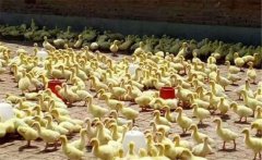 鵝雛怎么飼養(yǎng)？飼養(yǎng)雛鵝必須把握好這六個要點(diǎn)
