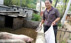 農(nóng)村庭院養(yǎng)豬的優(yōu)勢與好處是什么？