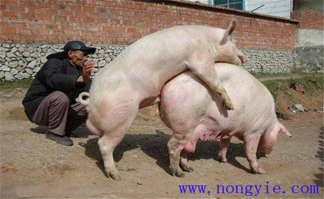 加強飼養(yǎng)管理，保證配種質(zhì)量