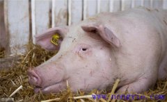 母豬分娩前如何飼養(yǎng)管理？