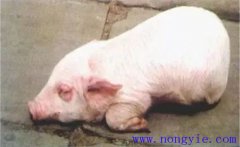 仔豬水腫病的發(fā)病原因是什么？如何預(yù)防水腫病
