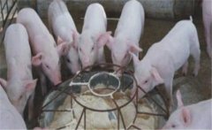 仔豬斷奶應(yīng)激如何預(yù)防，絕食仔豬怎樣進(jìn)行挽救