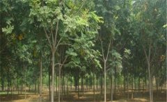 欒樹(shù)介紹，欒樹(shù)的生態(tài)習(xí)性與栽培管理要點(diǎn)