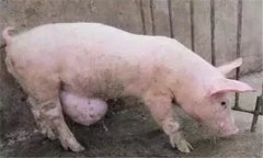 臍疝的類型與癥狀，豬發(fā)生臍疝怎么辦？