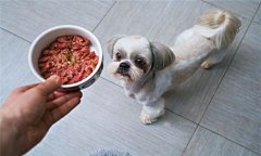 犬飼料中為何要添加鐵、銅等微量元素