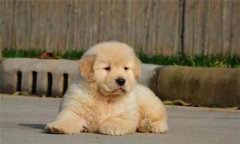 個人家庭購犬應注意哪些問題？