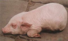 豬水腫、鏈球菌、偽狂犬的鑒別診斷及防治方法
