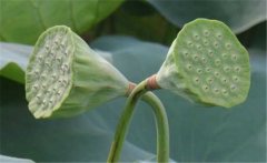 蓮蓬是荷花的什么部分，蓮蓬什么季節(jié)成熟