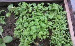 香菜（芫荽）白粉虱如何防治？發(fā)生規(guī)律是什么