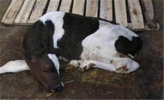 新生牛犢拉綠屎的原因是什么，如何治療？