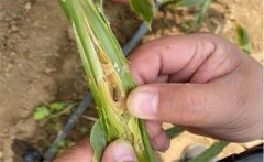 生姜種植如何防治姜薊馬？姜薊馬用什么藥？