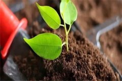 多菌靈可以直接澆灌嗎？如何使用多菌靈灌根？