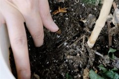 多菌靈可以直接拌花土嗎？多菌靈土壤消毒方法
