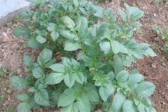 土豆秧用不用打尖和打叉，開花后施什么肥料？