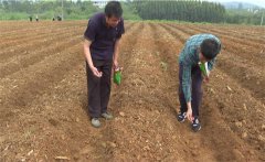 豇豆苗期如何管理？如何確定豇豆的移栽苗齡？