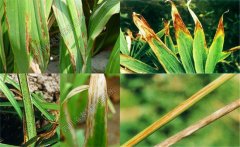 如何預(yù)防黃花菜炭疽病，防治農(nóng)藥是什么藥？