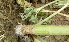 如何預(yù)防向日葵細(xì)菌性莖腐病，用什么藥防治？