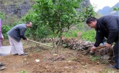 橙子樹(shù)如何施肥？橙子樹(shù)的根外施肥須知