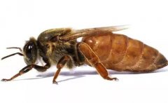 蜂王是如何產(chǎn)生的，怎樣人工培育蜂王？
