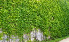 常春藤和爬山虎的區(qū)別是什么？