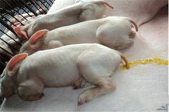 豬吐食拉稀是怎么回事、怎么治、用什么藥治療