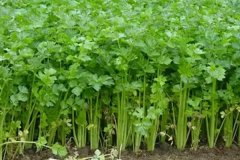 芹菜畝產(chǎn)量一般多少斤？芹菜種植方法