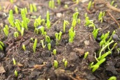洋蔥育苗多長時間能出苗？洋蔥育苗方法與時間