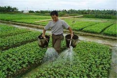 施用沖施肥的優(yōu)點(diǎn)，怎樣沖施肥料不浪費(fèi)？