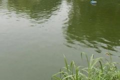 魚塘水變綠是怎么回事、怎么處理 對魚有影響嗎