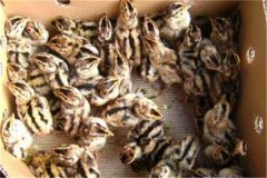 鵪鶉育雛技術(shù)要點：育雛濕度、溫度與密度要求
